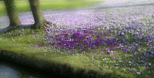 Close-up high angle view of sunlight