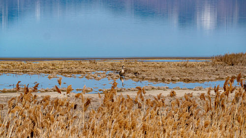 Scenic view of field