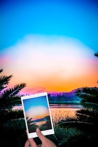 Person holding plants against sky during sunset
