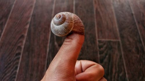 Close-up of snail on hand