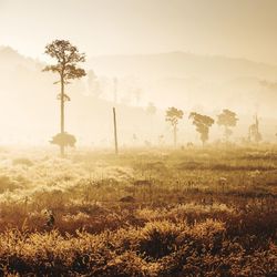 Trees on field against sky during winter