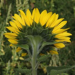 Close-up of sunflower on field