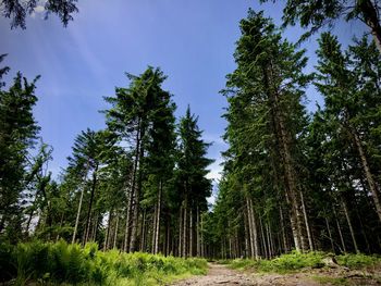 Low angle view of pine trees in forest against sky