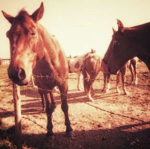 Horse standing on field