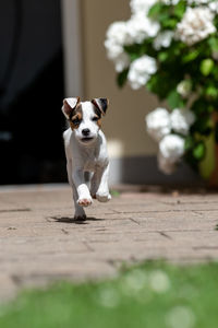 Jack russel puppy running and looking to camera