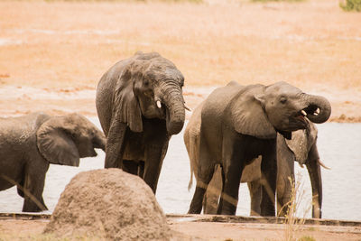 Elephants in the savanna of in zimbabwe, south africa