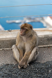 Close-up of monkey