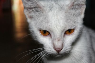 Close-up portrait of cat