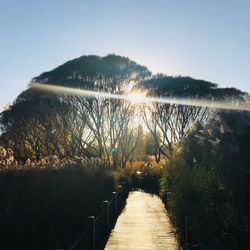 Walkway amidst plants against clear sky