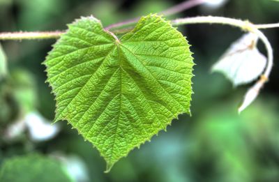 Close-up of green leaves