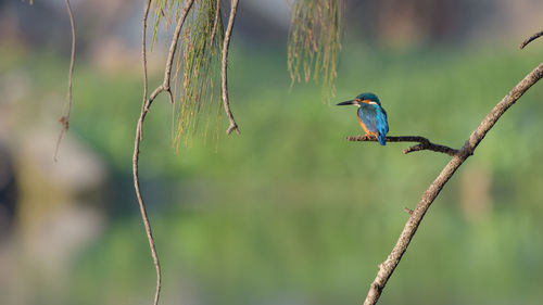 animal wildlife