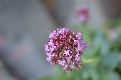 Close-up of purple flowers blooming outdoors