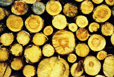 Pile of wooden logs in forest