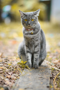 A gray striped cat that is happily strolling in the backyard.