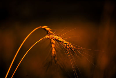 Close-up of dried plant