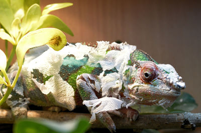 Close-up of a chameleon shedding its skin 