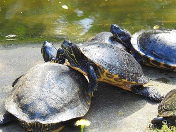 High angle view of tortoise in lake