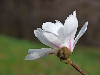 Close-up of flowers blooming outdoors