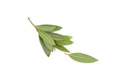 Close-up of fresh green leaves against white background