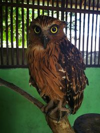 Close-up of owl in cage