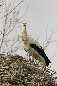 Low angle view of bird perching on branch against sky