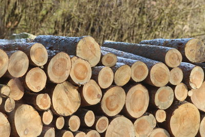 Stack of logs in forest