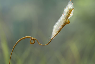 Close-up of plant growing outdoors