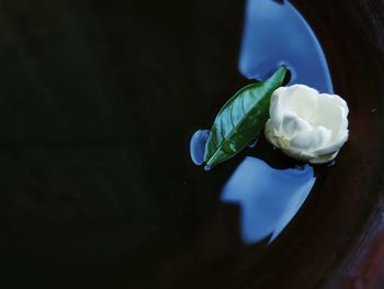 High angle view of white flowers in water