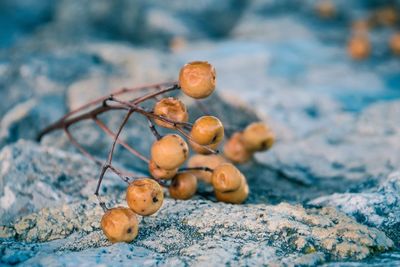 Close-up of winter cherries on rock