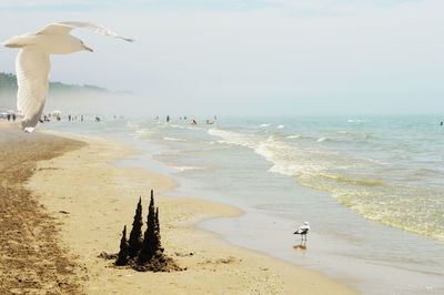 View of seagulls on beach