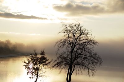 Tree by lake against sky during sunset