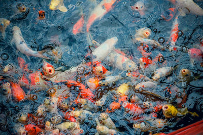 View of koi carps swimming in sea