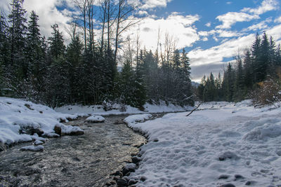 Trees on snow covered landscape