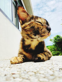 The cat is sitting in front of the camera with turn her faceside to the camera lens. 