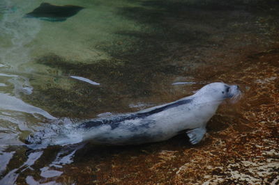 High angle view of horse