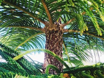 Low angle view of palm tree