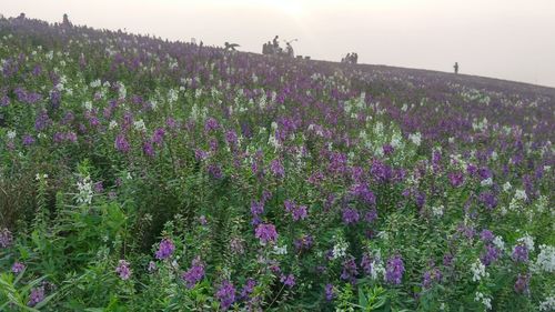 Purple flowers blooming on field against sky