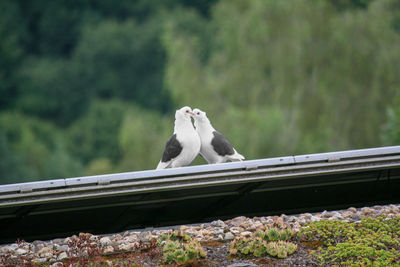 Bird perching on railing