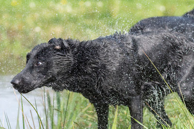 Close up of a pedigree black labrador shaking off water