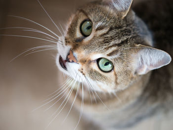 Close-up portrait of cat