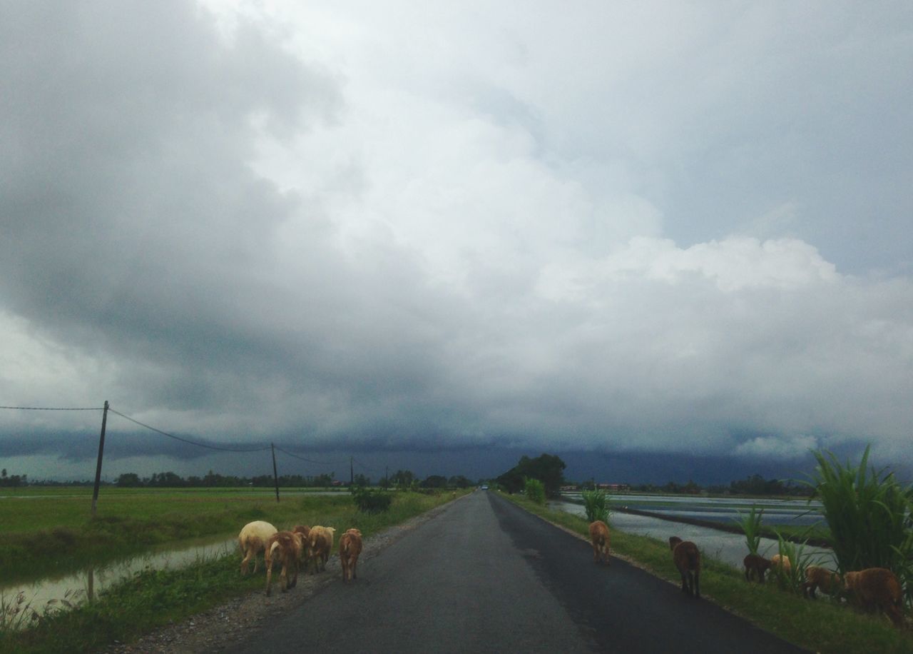 animal themes, sky, domestic animals, cloud - sky, cloudy, mammal, the way forward, landscape, field, road, transportation, livestock, grass, weather, rural scene, country road, nature, dirt road, cloud, diminishing perspective