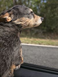 Close-up of a dog looking away