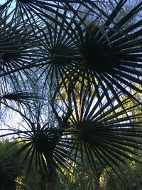 Low angle view of palm tree against sky