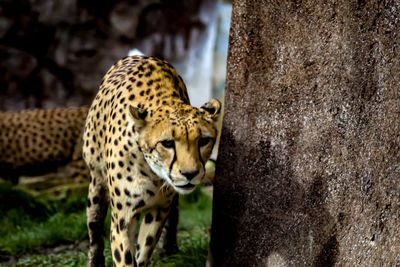 View of tiger on tree trunk