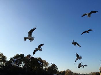 Low angle view of seagulls flying