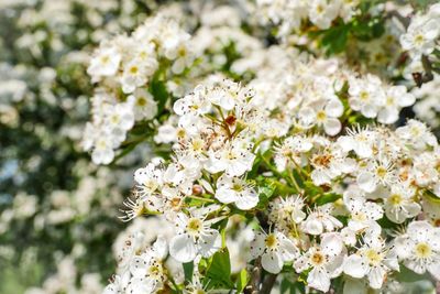 Close-up of white cherry blossom