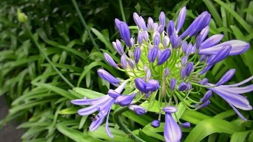 Close-up of purple flowers blooming outdoors