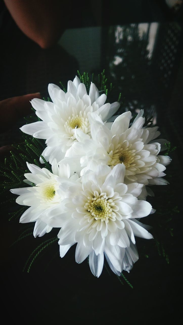 flower, freshness, white color, petal, indoors, fragility, close-up, flower head, beauty in nature, growth, focus on foreground, nature, white, high angle view, plant, no people, pollen, bunch of flowers, blooming, blossom