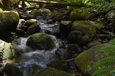 Stream flowing through rocks in forest