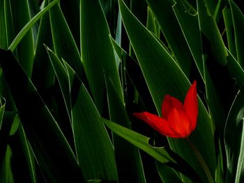 Close-up of red flowering plant